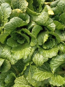 震泽香青菜 江苏苏州吴江清炒青菜2023年8月新鲜上市3斤绣花锦菜