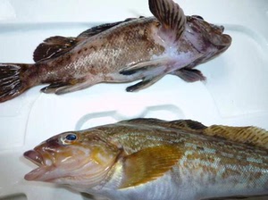 东北黑龙江特产美味大老头鱼正宗野生老头鱼山胖头鱼类新鲜活速冻