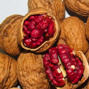 美国红仁核桃红皮核桃树苗红仁核桃苗紫皮核桃果树苗当年结果