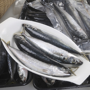 竹池鱼海捕野生新鲜海鲜水产冷冻刺巴鱼3斤约15条顺丰包邮灯光仔