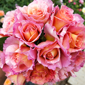 【巴黎少女月季】巴黎少女月季品牌,价格 - 阿里巴巴