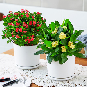 铁海棠盆栽全年四季开花的花室内外花卉花种观花植物好养开花不断