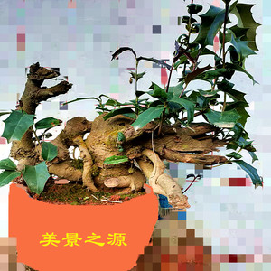 枸骨盆景老鼠刺鸟不栖老虎刺狗骨盆栽阳台楼顶庭院苟骨绿植易种养