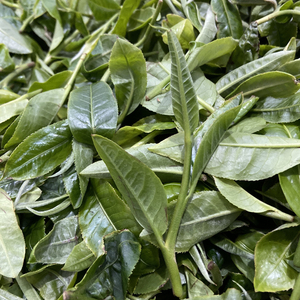 勐库大叶种晒青茶