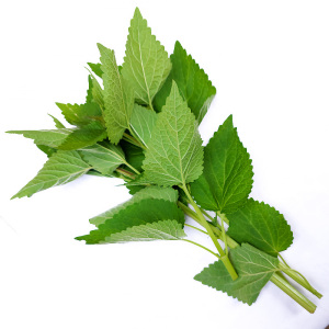 新鲜五香叶藿香叶大茴香叶可食用调料植物新鲜蔬菜带杆200—750克