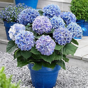 绣球花苗 褶皱皇室蝴蝶花宝 夏洛特公主妖精之爱妖吻细高跟美佳子