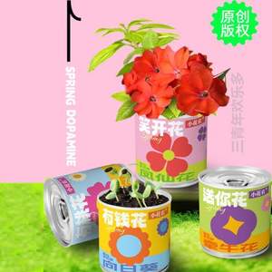 创意盆栽向日葵礼种植小儿童绿植植物室内桌面罐头办公室#凤仙花