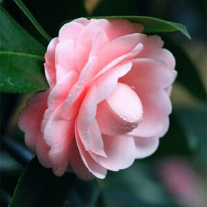 山茶花宫粉花卉绿植盆栽小桃红纯粉色稀有品种茶花阳台庭院