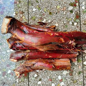 红豆杉根红豆杉树根赤柏含紫杉醇高南方红豆杉果皮原树根500g包邮