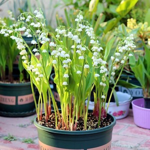 铃兰花盆栽浓香