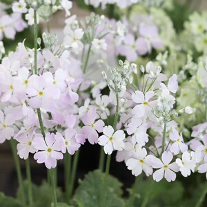 四季樱草报春盆栽冬季春季花卉花期长爆花阳台庭院花园植物易养护