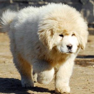 出售雪獒幼犬/铁包金藏獒/狮子头藏獒/红獒黑熬宠物狗活体大型犬