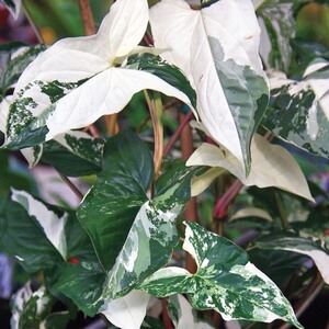 【对兰盆栽植物】对兰盆栽植物品牌,价格 - 阿里巴巴