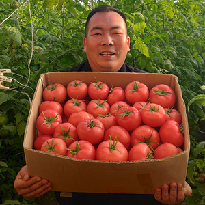 甘肃民勤普罗旺斯西红柿沙瓤番茄生吃蔬菜自然熟包邮