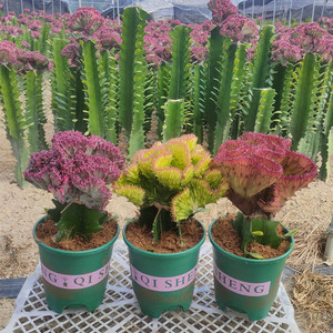 【花麒麟】花麒麟品牌,价格 - 阿里巴巴