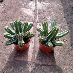 仙人柱大将军多肉植物多头仙人掌防辐射大戟科室内桌面小绿植盆栽