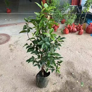 加宝果果树嘉宝果树果苗四季红妃嘉宝果苗台湾树葡萄苗早生果树苗