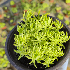 黄金佛甲草盆栽绿植地被植物宿根多年生耐旱耐寒喜光耐阴庭院花园