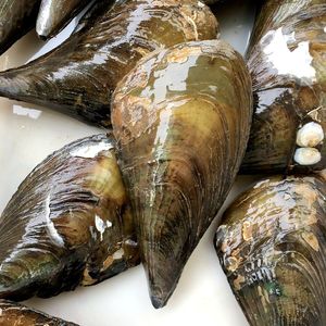 海鲜鲜活带子新鲜绿贝野生海带子大绿贝绿甲北京同城水产鲜活贝类