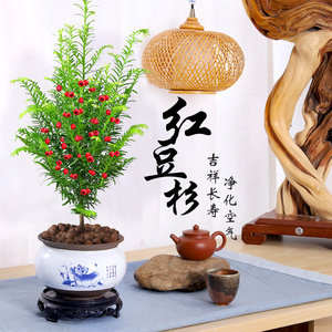 红豆杉树苗盆栽植物室内客厅造型盆景正宗曼地亚大型去除甲醛绿植