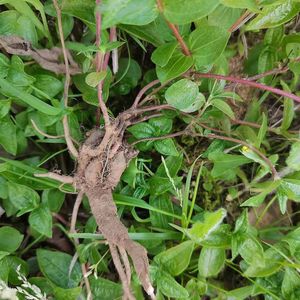 野生500克包邮雾水葛全草咄脓膏头糯米藤根消脓 雾水葛现挖