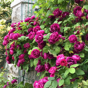 紫袍玉带藤本月季花苗爬藤蔷薇浓香植物重瓣多花庭院阳台四季开花