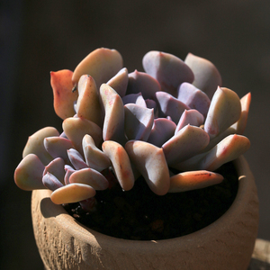 天鹅湖多肉老桩