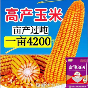 铁杆棒王玉米种子简介图片