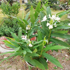 姜花鲜花 野姜花种球 白色姜花苗野姜花白蝴蝶花苗 姜花种 盆栽