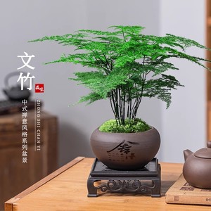 文竹盆栽盆景植物室内水培植物花客厅桌面办公室绿植好养房间招财