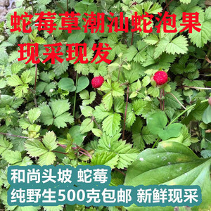 蛇莓中药材野生蛇莓草蛇泡草地莓干货三叶莓龙吐珠新货野草莓
