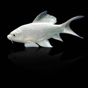 进口种鱼日本纯种血统芥子介子锦鲤赤目介子巨型锦鲤体淡水鱼