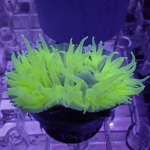 荧光绿大嘴巴樱花红手指皮革珊瑚海水缸nps活体珊瑚生物前海水族