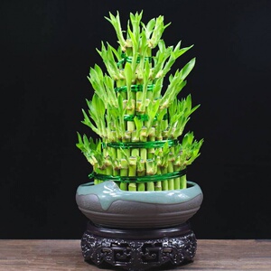 富贵竹水培植物节节高观音竹办公室内客厅净化空气绿植吸甲醛盆栽