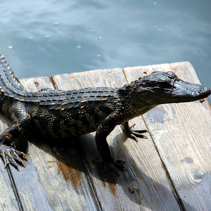 官方旗舰店现发养殖活宠物小鳄鱼苗包活体鳄鱼幼苗活20-30公分