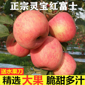河南三门峡灵宝苹果寺河山原产地高山红富士10斤脆甜新鲜水果包邮
