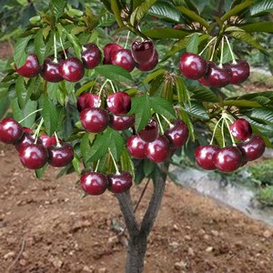 名贵樱桃树苖矮化正宗樱桃盆栽苗果树果苗南方种植智利车厘子树苗