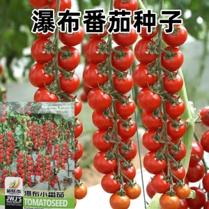 瀑布番茄种子孑樱桃小西红柿串红千嬉超甜春秋盆栽蔬菜圣女果种籽