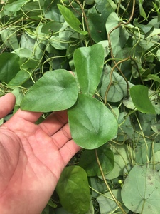 青藤金线吊乌龟天膏药 粪箕笃 畚箕草田鸡草中药草tb6984311885125