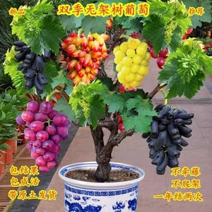 夏黑无萄籽葡苗蓝宝石萄树苖台巨峰茉莉香阳葡萄苗树当年结葡果苗