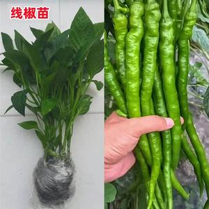 高产线椒辣椒苗长青椒尖椒二盆荆条方春菜季种籽子孑南栽蔬菜苗秧