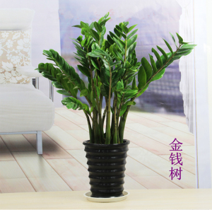 小可乐的骨头棒淘宝带盆金钱树盆栽植物室内花土高档金钱木装饰品