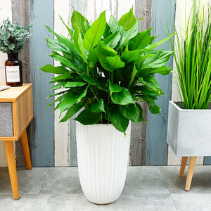 万年青盆栽植物室内四季青