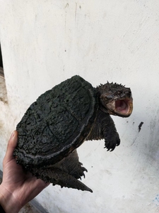 原种佛鳄进口佛苗爆刺佛苗鳄龟乌龟水龟大鳄中美鳄龟宠物龟水龟