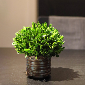 ins高级感绿植物装饰摆件客厅家居创意黄杨盆景办公室桌面小盆栽