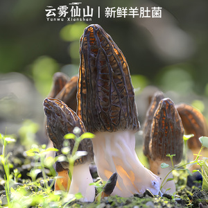 2024新鲜羊肚菌鲜货500g现摘当季特级牛肚蘑菇干货野生菌竹荪菌菇