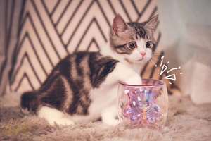 星巴克猫爪杯正版粉色2020紫色樱花限定玻璃杯牛奶咖啡杯节日礼物