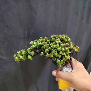 米叶橙黄瑞香花香叶小造型随机发货冬天叶片变紫红色绿植花卉