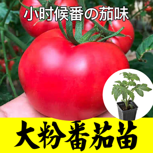 大粉果西红柿番茄秧苗毛粉沙瓤草莓柿子硬果盆栽蔬菜种子山东寿光