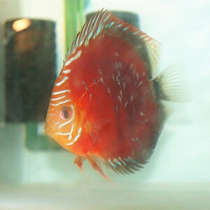 七彩神仙鱼红卡